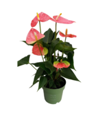 Flamingoplant - Anthurium 'Colorado Pink' - Hoogte 40-55cm - ø14cm