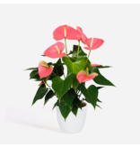 Flamingoplant - Anthurium 'Colorado Pink' - Hoogte 40-55cm - ø14cm
