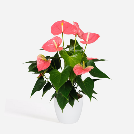 Flamingoplant - Anthurium 'Colorado Pink' - Hoogte 40-55cm - ø14cm