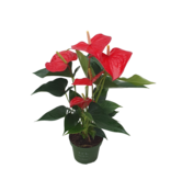 Flamingoplant - Anthurium 'Royal Champion' - Hoogte 35-45cm - ø12cm
