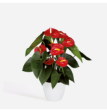 Flamingoplant - Anthurium 'Royal Champion' - Hoogte 35-45cm - ø12cm