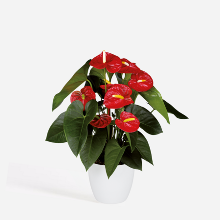 Flamingoplant - Anthurium 'Royal Champion' - Hoogte 35-45cm - ø12cm
