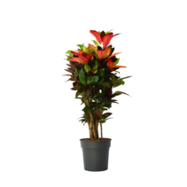 Croton - Codiaeum variegatum 'Mrs. Iceton' - Hoogte 90-100cm - Pot 27cm