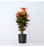Croton - Codiaeum variegatum 'Mrs. Iceton' - Hoogte 90-100cm - Pot 27cm