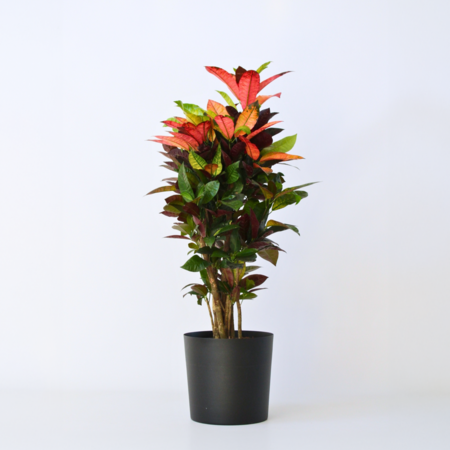 Croton - Codiaeum variegatum 'Mrs. Iceton' - Hoogte 90-100cm - Pot 27cm