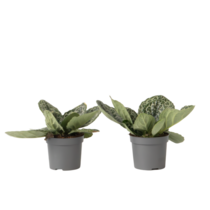 Spiraalvrucht - 2 Stuks - Streptocarpus 'Pretty Turtle' - Hoogte 25-35cm - ⌀13cm