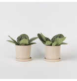 Spiraalvrucht - 2 Stuks - Streptocarpus 'Pretty Turtle' - Hoogte 25-35cm - ⌀13cm