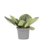 Spiraalvrucht - Streptocarpus 'Pretty Turtle' - Hoogte 25-35cm - ⌀13cm