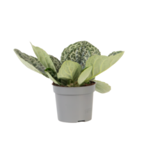 Spiraalvrucht - Streptocarpus 'Pretty Turtle' - Hoogte 25-35cm - ⌀13cm