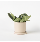 Spiraalvrucht - Streptocarpus 'Pretty Turtle' - Hoogte 25-35cm - ⌀13cm