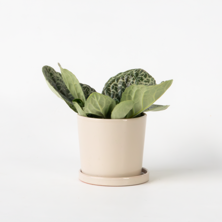 Spiraalvrucht - Streptocarpus 'Pretty Turtle' - Hoogte 25-35cm - ⌀13cm