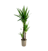 Palmlelie - Yucca elephantipes - Hoogte 130-140cm - ⌀24cm