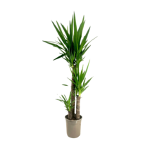 Palmlelie - Yucca elephantipes - Hoogte 130-140cm - ⌀24cm