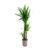 Palmlelie - Yucca elephantipes - Hoogte 130-140cm - ⌀24cm