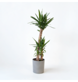 Palmlelie - Yucca elephantipes - Hoogte 130-140cm - ⌀24cm