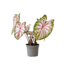 Engelenvleugels - Caladium 'Tapestry' - Hoogte 25-35cm - ⌀13cm