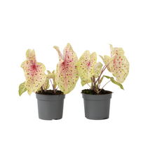 Engelenvleugels - Set van 2 - Caladium 'Miss Muffet' - Hoogte 25-40cm - ⌀12cm