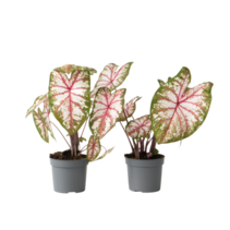 Engelenvleugels - Set van 2 - Caladium 'Tapestry' - Hoogte 25-35cm - ⌀13cm