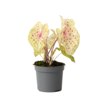 Engelenvleugels - Caladium 'Miss Muffet' - Hoogte 25-40cm - ⌀12cm