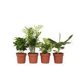 Kamerplantenset - Set van 4 - Hoogte 25-40cm - ⌀12cm