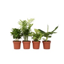 Kamerplantenset - Set van 4 - Hoogte 25-40cm - ⌀12cm