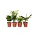 Kamerplantenset - Set van 4 - Hoogte 25-40cm - ⌀12cm