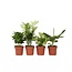 Kamerplantenset - Set van 4 - Hoogte 25-40cm - ⌀12cm