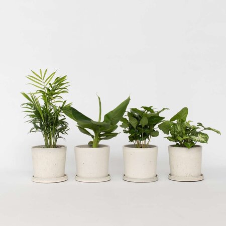 Kamerplantenset - Set van 4 - Hoogte 25-40cm - ⌀12cm