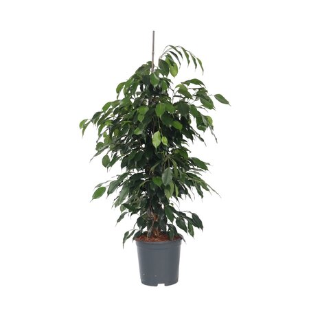 Treurvijg - Ficus benjamina 'Danielle' - Hoogte 100-110cm - ⌀21cm