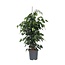 Treurvijg - Ficus benjamina 'Danielle' - Hoogte 100-110cm - ⌀21cm
