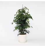 Treurvijg - Ficus benjamina 'Danielle' - Hoogte 100-110cm - ⌀21cm