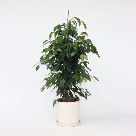 Treurvijg - Ficus benjamina 'Danielle' - Hoogte 100-110cm - ⌀21cm