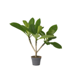 Frangipani Hawaii - Plumeria rubra 'Hawaii' - Hoogte 45-55cm - ⌀17cm