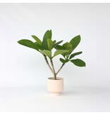 Frangipani Hawaii - Plumeria rubra 'Hawaii' - Hoogte 45-55cm - ⌀17cm