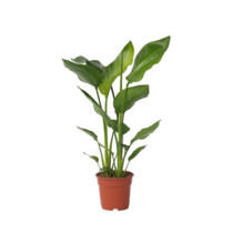 Paradijsvogelplant - Strelitzia nicolai - Hoogte 55-70cm - ⌀17cm