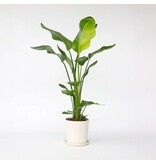 Paradijsvogelplant - Strelitzia nicolai - Hoogte 55-70cm - ⌀17cm