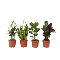 Gemakkelijke kamerplanten - Set van 4 - Hoogte 25-40cm - ⌀12cm