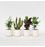 Gemakkelijke kamerplanten - Set van 4 - Hoogte 25-40cm - ⌀12cm