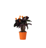 Eeuwige vlam - Calathea crocata 'Tassmania' - Hoogte 40-50cm - ⌀14cm