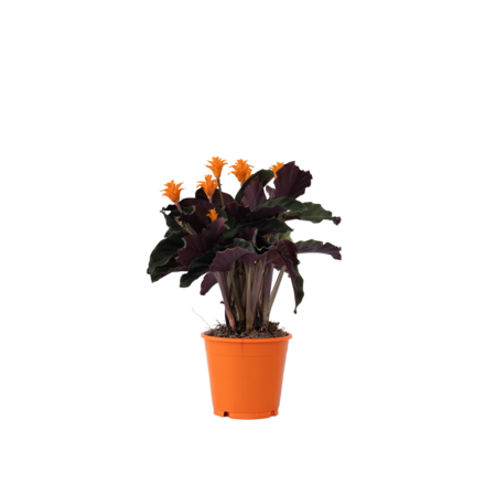 Eeuwige vlam - Calathea crocata 'Tassmania' - Hoogte 40-50cm - ⌀14cm