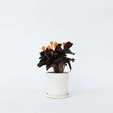 Eeuwige vlam - Calathea crocata 'Tassmania' - Hoogte 40-50cm - ⌀14cm