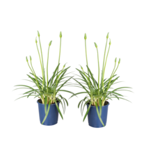 Kaapse Lelie - Set van 2 - Agapanthus 'Superb White' - Hoogte 30-45cm - ⌀14cm