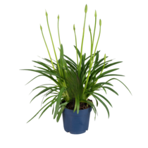Afrikaanse Lelie - Agapanthus 'Superb White' - Hoogte 55-70cm - ⌀17cm