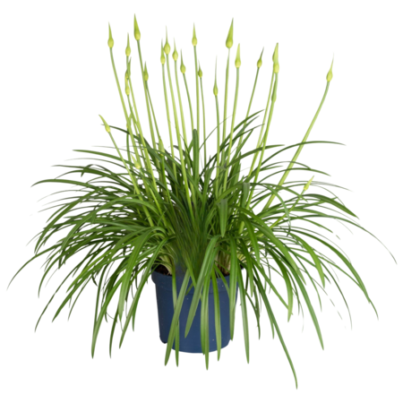 Afrikaanse Lelie - Agapanthus 'Superb White' - Hoogte 65-80cm - ⌀23cm