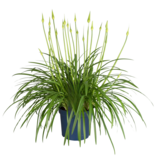 Agapanthus - Agapanthus 'Amourette Blue' - Hoogte 65 cm - ø23 cm