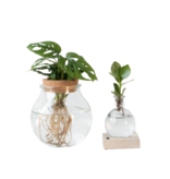 Plantenmix in glas - Set van 2 - Clusia, Monstera - Hoogte 15-35cm - ⌀20cm