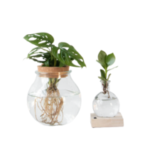 Plantenmix in glas - Set van 2 - Clusia, Monstera - Hoogte 15-35cm - ⌀20cm