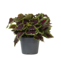 Coleus - Coleus scutellarioides - Hoogte 25-35cm - ⌀17cm