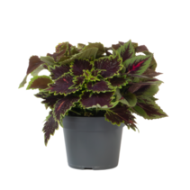 Coleus - Coleus scutellarioides - Hoogte 25-35cm - ⌀17cm