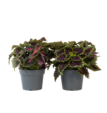 Coleus - Set van 2 - Coleus scutellarioides - Hoogte 25-35cm - ⌀17cm